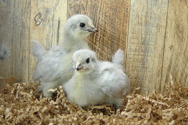 4 Pullet Chicks Week 3 - 2 Lavender Orpington